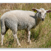 Lammetje